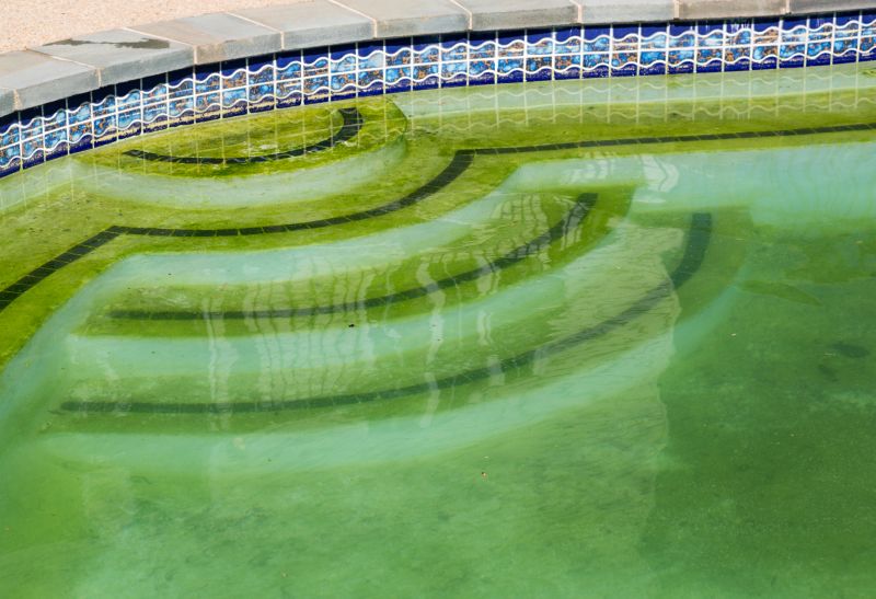 Pool Algae Removal detail